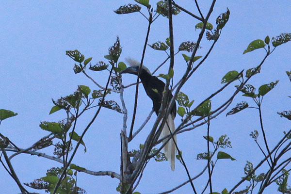 White-Crowned Hornbill